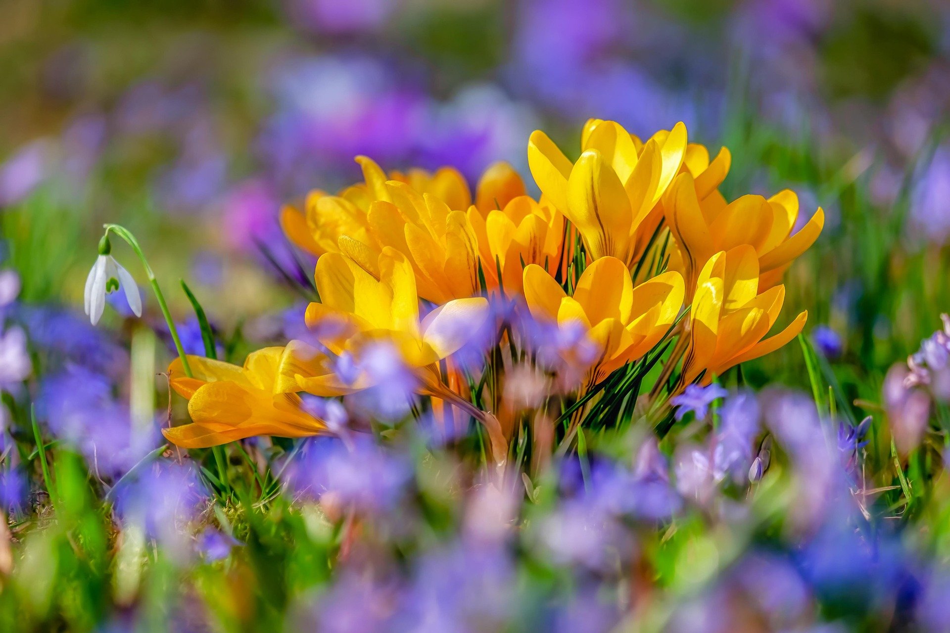 Blume